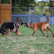 Formation chiens difficiles