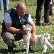 Formation Educateur canin technicien spécialisé