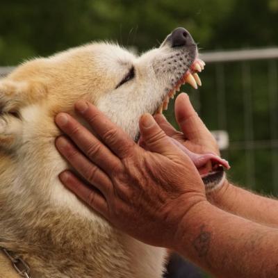 Formation chiens difficiles