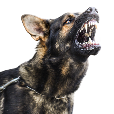 Rééducation canine pour les professionnels
