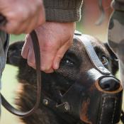 Formation chiens difficiles