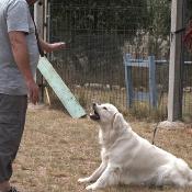 Formation Educateur canin technicien spécialisé